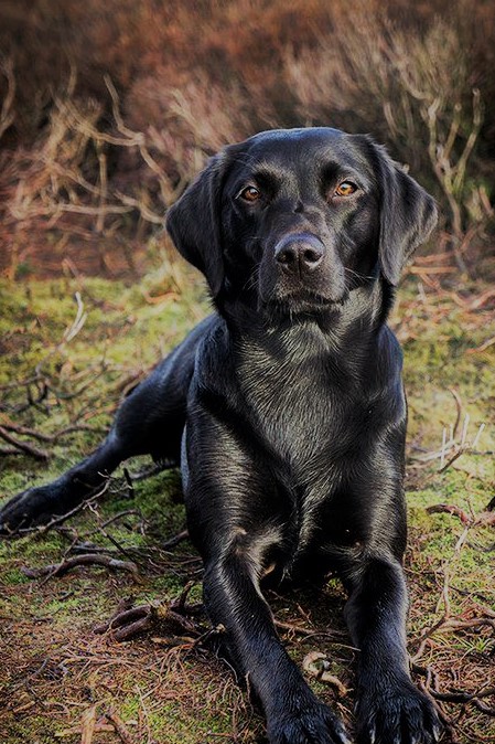 black lab – fear no evil – Kari Rimbey